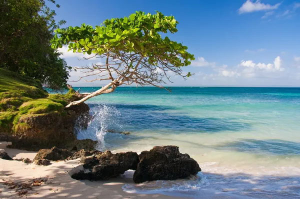 Playa perfecta, República Dominicana — Foto de Stock