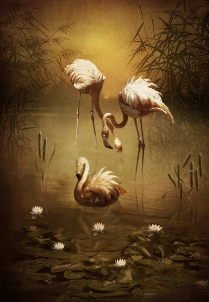 Růžové flamingoes — Stock fotografie