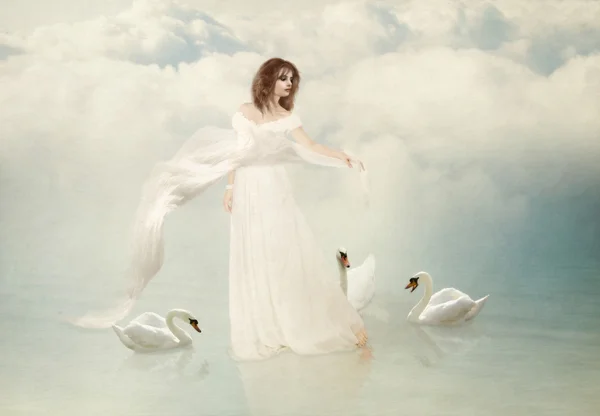 Cisnes brancos — Fotografia de Stock