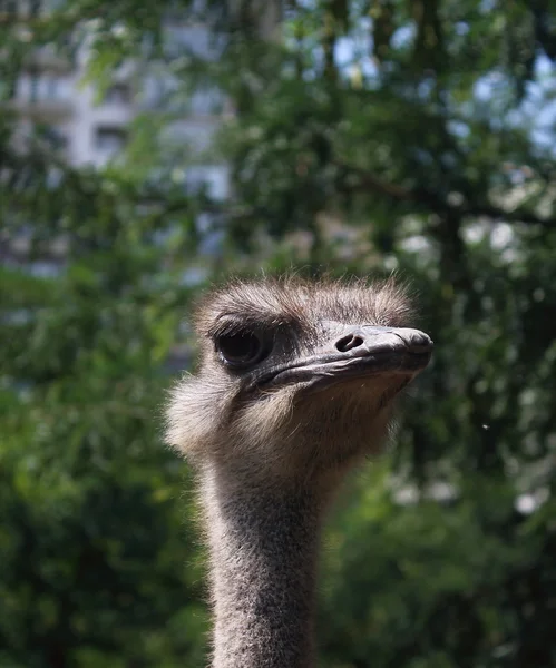 Australian emu — Stock Photo, Image