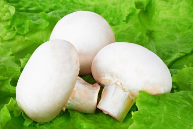 Petrol salata yaprakları üzerinde