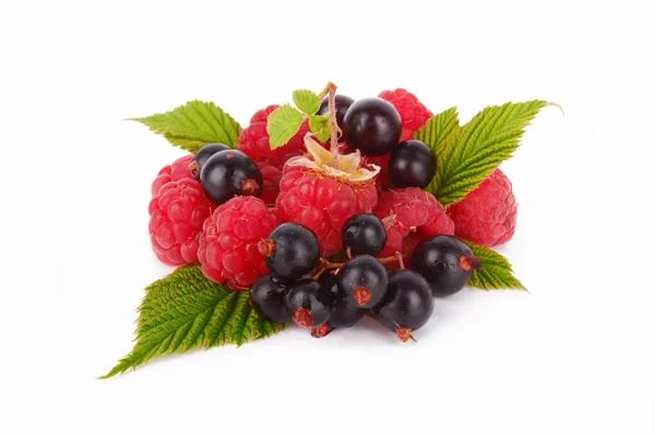 Berries — Stock Photo, Image