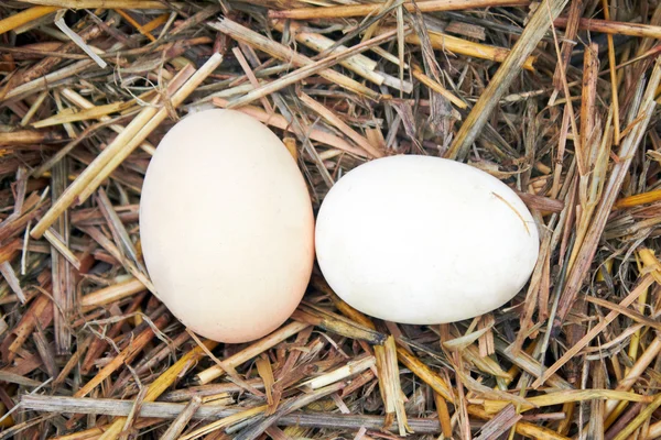 Twee eieren — Stockfoto