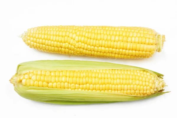 Huerto de maíz fresco — Foto de Stock