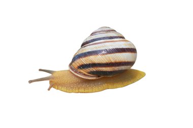 Salyangoz 