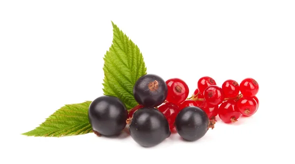 Currants — Stock Photo, Image