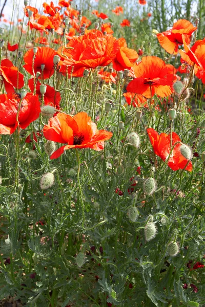 Rode papavers — Stockfoto