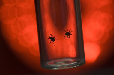Fatally dangerous ticks clipart