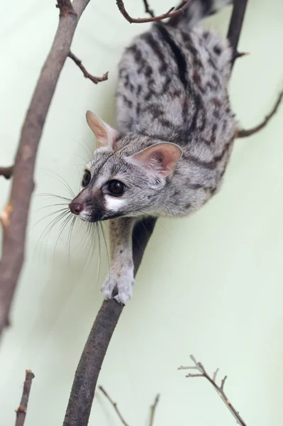 Genet em um galho de árvore — Fotografia de Stock