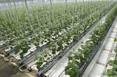 Hydroponic sera salatalık tarımı