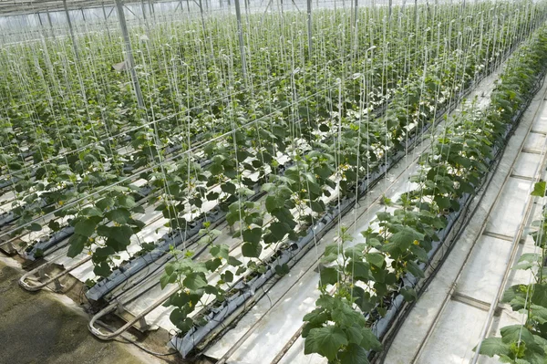 Cultivo hidropónico de pepinos en invernadero — Foto de Stock