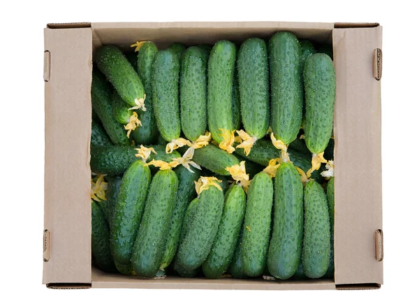 Cardboard box with cucumbers — Stock Photo, Image