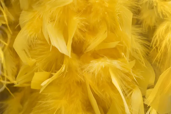 Yellow boa background — Stock Photo, Image