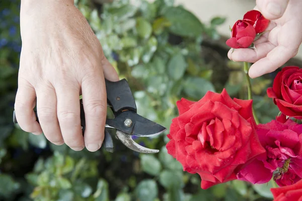 Cortar uma rosa — Fotografia de Stock