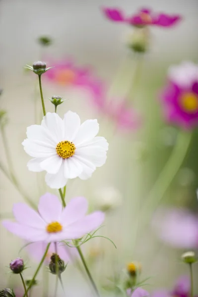 Cosmos flowers — Stock Photo, Image