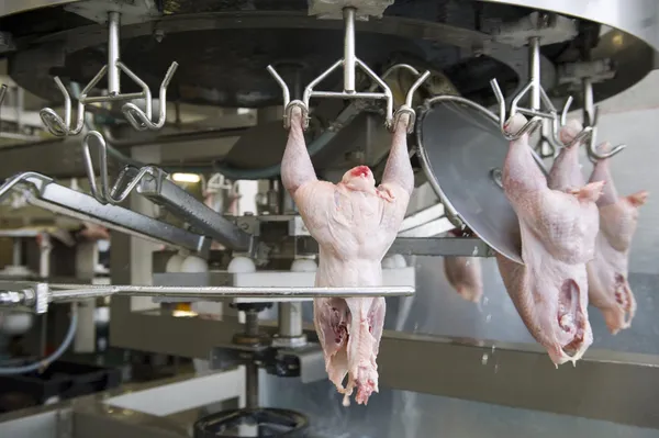Produktion av vitt kött — Stockfoto