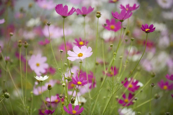 Cosmos flowers — Stock Photo, Image