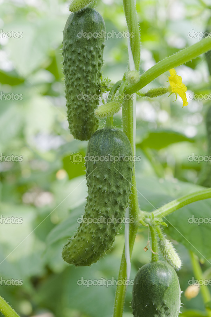 Como Hacer Una Planta De Pepino Como Hacer Una Planta De Pepino