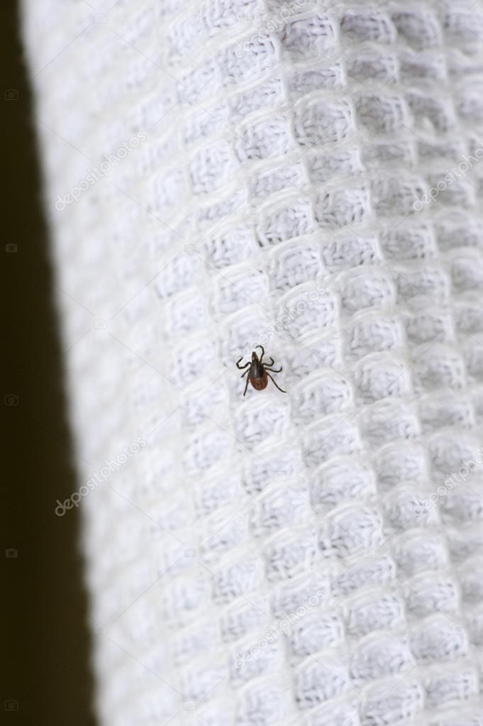 Tick on white clothes of woman
