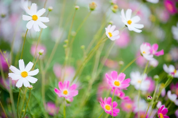 Cosmos flowers — Stock Photo, Image