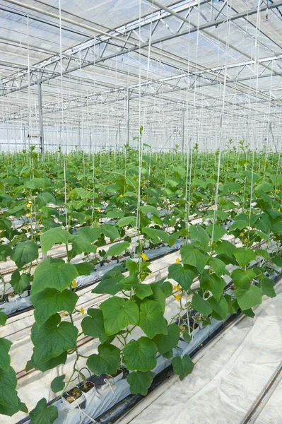 Cultivo hidropónico de pepinos en invernadero —  Fotos de Stock