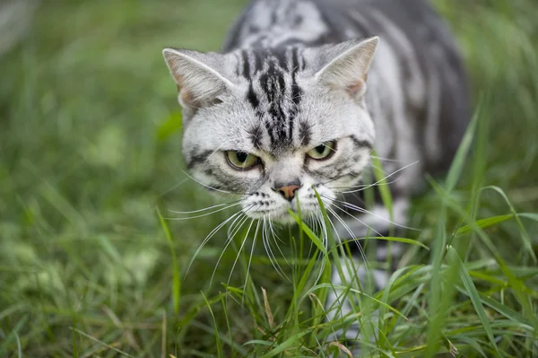 Caccia al gatto — Foto Stock