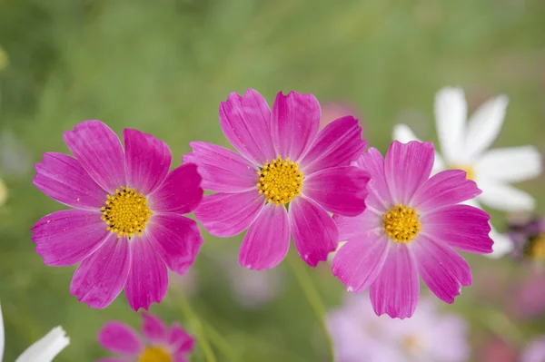 Three cosmos flower — Stock Photo, Image