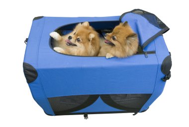Two dogs in travel case