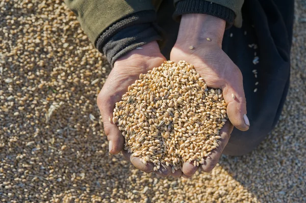 Un agriculteur inspecte cette année — Photo