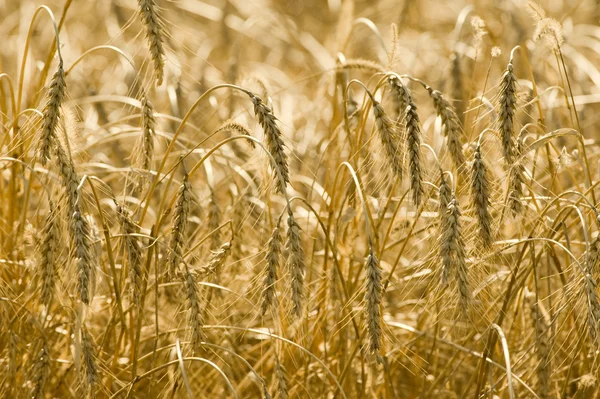 Champ de céréales matures en automne — Photo