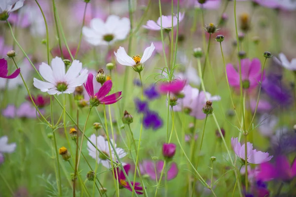 Cosmos flowers — Stock Photo, Image