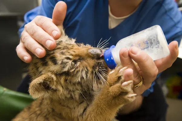 Tigerjunge saugt Milch aus Flasche Stockfoto