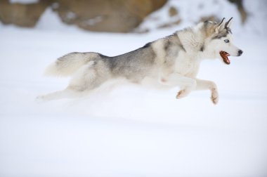 Husky üzerinde avcılık