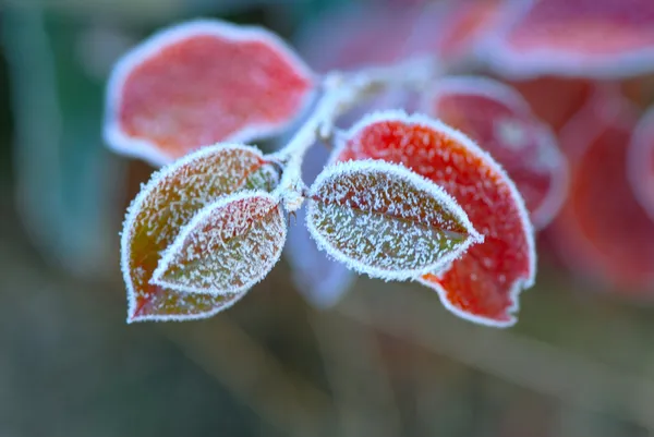 Cristales de escarcha en las hojas —  Fotos de Stock