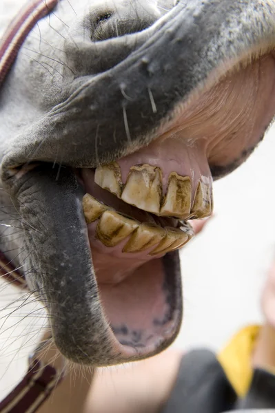 Зубы лошади близко. — стоковое фото