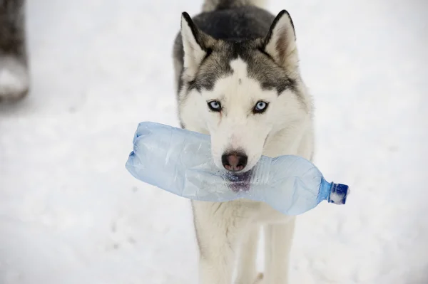 Собака с пластиковой бутылкой — стоковое фото