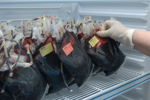 Des sacs de sang transfusionnel dans un réfrigérateur — Photo