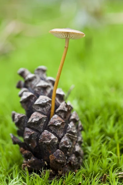 Pine cone mushroom — Stock Photo, Image