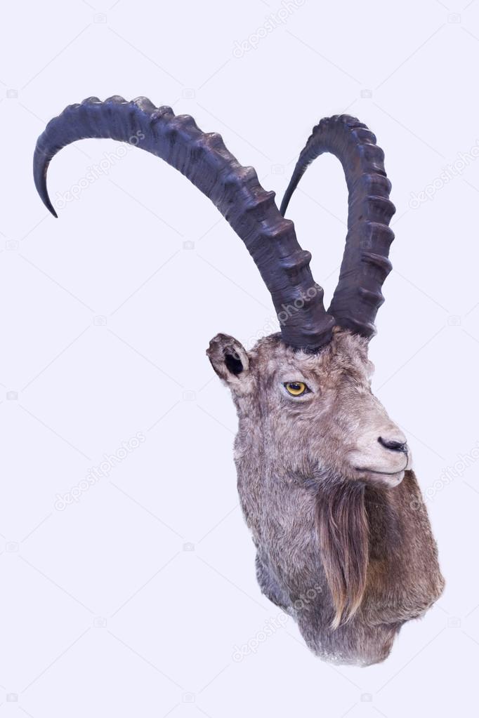 Male Pyrenean ibex