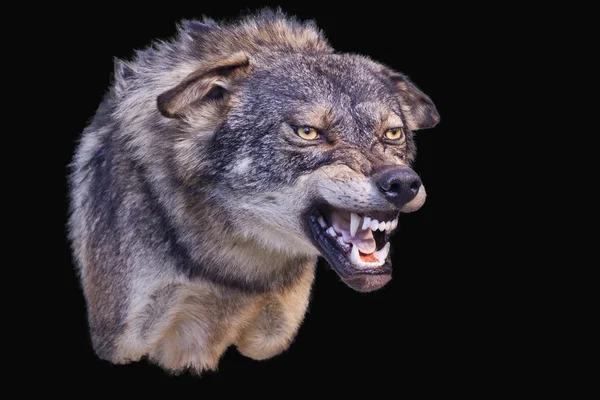 Vlk agresivní — Stock fotografie