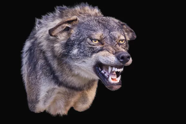 Wolf aggressiva Stockbild