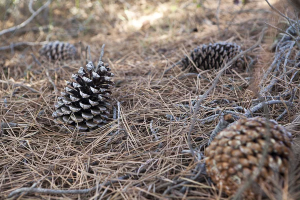 Pinecones Stock Image