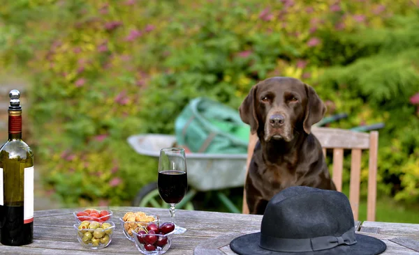 Cão sentado na mesa Imagens De Bancos De Imagens Sem Royalties