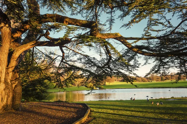 Vecchio albero vicino al lago — Foto Stock