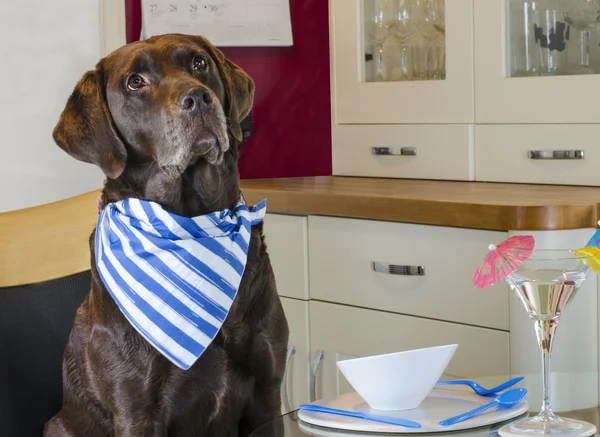 Hond het dragen van Servet in keuken te wachten voor cocktail Stockfoto