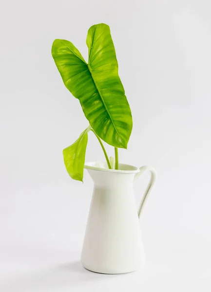 Interieur Afbeelding Van Witte Tafel Met Groene Plant Witte Muur Stockfoto