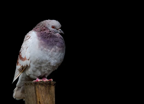 An isolated dove on a black background — Stock Photo, Image