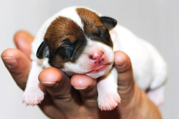 jack Russell terrier yavrusu