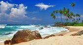 Картина, постер, плакат, фотообои "deserted wild beach on sri lanka coast", артикул 12768308