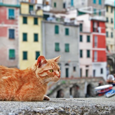 geleneksel İtalya serisi - renkli riomaggiore Köyü, cinque terre
